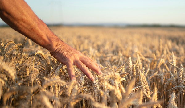 La Ciencia de la Cosecha: Perseverancia, Fe y Neuroplasticidad